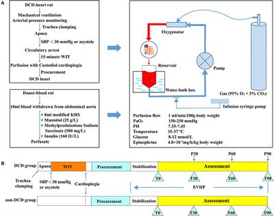 A Novel Rat Model of Cardiac Donation After Circulatory Death Combined With Normothermic ex situ Heart Perfusion